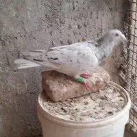 سه تا گرفتنی