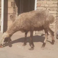 بره گوسپند|حیوانات مزرعه|مینودشت, |دیوار