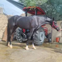 اسب مادیون عرب ایرانی