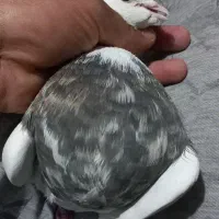 جفت طوق خفت|پرنده|ایلام, |دیوار