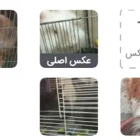 فروش پنج خرگوش لوپ باهم هفتصدوپنجاه هزار تومان|موش و خرگوش|اصفهان, حصه شمالی|دیوار