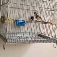 ماده سهره عشق بازی|پرنده|اصفهان, شهید رجایی|دیوار