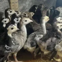 جوجه بوقلمون برنز ده روزه