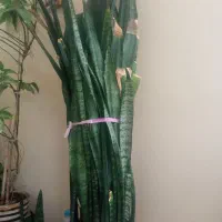 گل سانسوریا