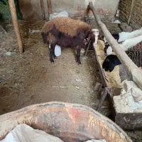 گوسفند فروشی کوهستان|حیوانات مزرعه|کوهسار (البرز), |دیوار