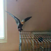 عروس هلندی|پرنده|محمدشهر, همایون ویلا|دیوار