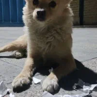 سگ پامر اشپیتز|سگ|بهارستان, |دیوار