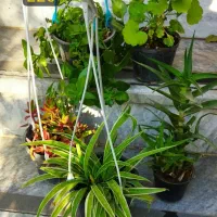 فروش حضوری گل‌های خانگی|گل و گیاه طبیعی|کرج, شهرک بهداری|دیوار