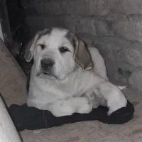 واگذاری توله عراقی