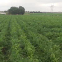 هویج بیجو.|عمدهفروشی|شوشتر, |دیوار