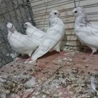 مفلق چشمو نوک سفید نوک ریز