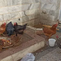 مرغ وخروس محلی همه جوان تازه به تخم آمده|حیوانات مزرعه|بیرجند, |دیوار
