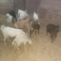 بز و کهره
