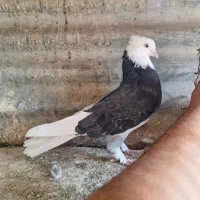 کفتر  ی جفت زرد و شازده|پرنده|ری, ولی آباد|دیوار