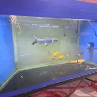 اکواریوم بزرگ و مانستر AQUA SEYF|ماهی|زنجان, |دیوار