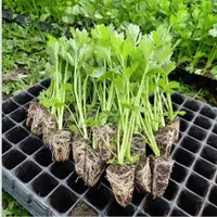 نشا فلفل بادمجان گوجه|خدمات باغبانی و درختکاری|کازرون, |دیوار