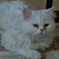 برای جفتگیری|گربه|مشهد, امیریه|دیوار