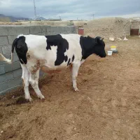 گاو سیمینتال هلشتاین نر