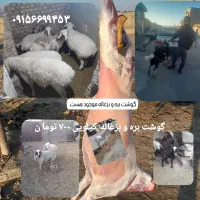 قصابی