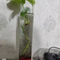 پنج تاش باهم 180تومن|حراج|تهران, شهر زیبا|دیوار