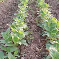 راهنمایی