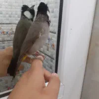 یک عدد قناری در ملاثانی|پرنده|باوی, |دیوار