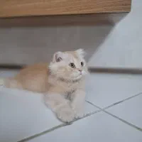 بچه گربه اسکاتیش