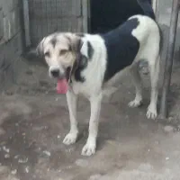 سرم تراپی سگ