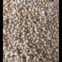 خر ی د ضایعات  پسته وپو ک شکن|خدمات باغبانی و درختکاری|اردکان, |دیوار