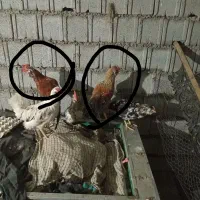 خروس|حیوانات مزرعه|آمل, |دیوار