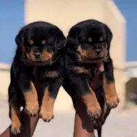 توله روتوایلر اروپایی سگ روتوایلر دلقکی رتوایلر|سگ|تهران, الهیه|دیوار