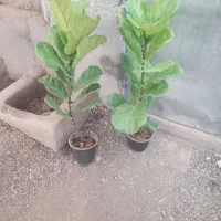 انواع فیلتوس از۱۸۰تا۲۷۰|گل و گیاه طبیعی|تربت جام, تیپ ۳۸ زرهی تربت جام|دیوار