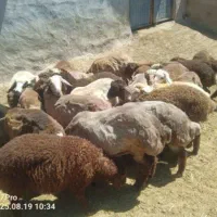 بره هترو ژندار