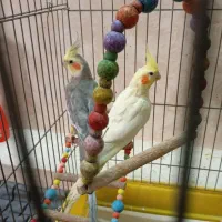 عروس هلندی جفت