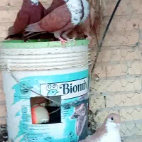 کفتر فروشی کرباتی