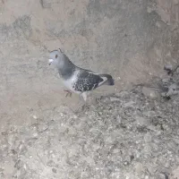 کفتر پرشی نر