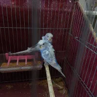 مرغ عشق
