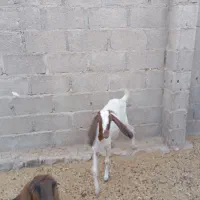 گیسه دورگ پاکستانی|حیوانات مزرعه|اسیر, |دیوار