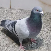 کبوتر مسافتی شکار شده|پرنده|میاندوآب, |دیوار