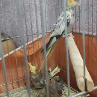 فروش یک‌جفت عروس هلندی با سه عدد جوجه