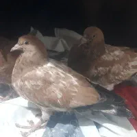 سه تا جوجه کله ای تاپ