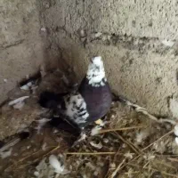جفت کبوتر|پرنده|صومعه‌سرا, |دیوار