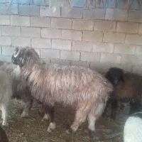 ۱عددنرمیش|حیوانات مزرعه|شوشتر, |دیوار