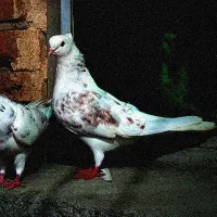 کبوتر سالم سرحال