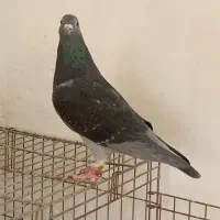 پرنده مسافت بلند|پرنده|اهواز, کوی آزادی|دیوار