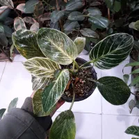 گل طبیعی...|گل و گیاه طبیعی|قوچان, |دیوار