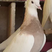 کبوترطوقی۵۹