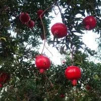 انار دربند تیران