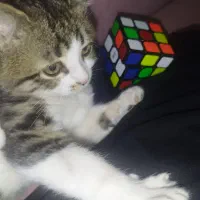 واگذاری رایگان گربه خانگی