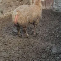 گوسفند|حیوانات مزرعه|گرمادوز, |دیوار